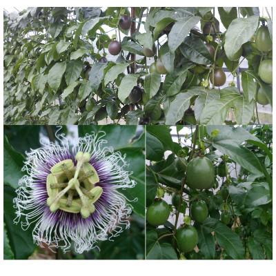 ふるさと納税 知名町 【2026年先行予約】えみちゃん農園 大玉パッションフルーツ(12個入り) |  | 03