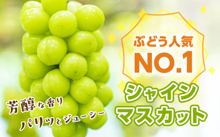 山梨市 シャインマスカット1房(500g以上) 化粧箱入り【配送不可地域：離島・沖縄県】【1505235】