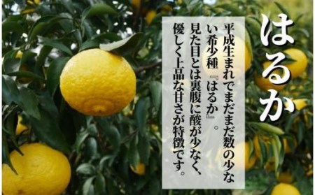 【はるか】良品約2.5kg ＜2024年2月から3月中旬頃発送＞ （ 愛媛 みかん 先行予約 蜜柑 柑橘 果物 くだもの フルーツ お取り寄せ グルメ 期間限定 数量限定 人気 おすすめ 愛媛県 松山