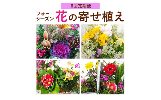 【6ヶ月定期便】フォーシーズン お花の寄せ植え 直径20～25cm Fleurbranch 《申込みの翌月出荷》熊本県 菊池市 定期便 花 鉢花 鉢植え 観葉植物 植物 インテリア ガーデン 雑貨