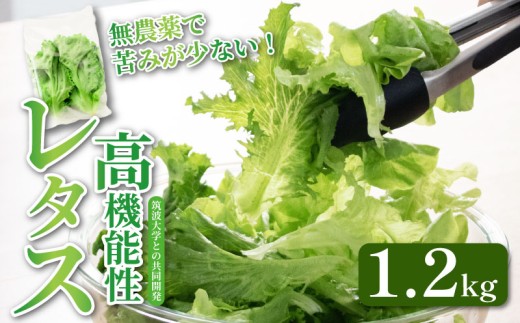 高機能性 レタス 無農薬 1.2kg フリルレタス 産地直送 高機能性野菜 水耕栽培 新鮮 健康 弁当 フードロス ダイエット ベジタブル ヴィーガン ベジタリアン アイクス 埼玉県 羽生市