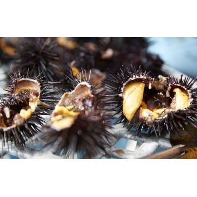 ふるさと納税 陸前高田市 【濃厚!】 三陸産 焼きウニ 5個 ギフト 人気 うに 海産物 魚介類 |  | 02