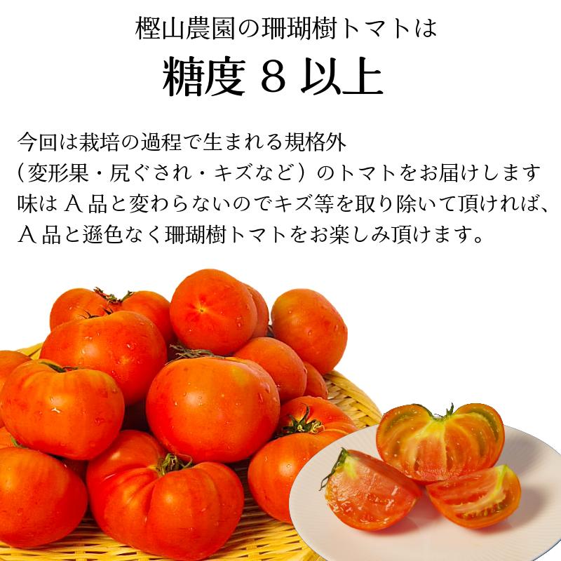 【2026年先行予約】 訳あり 珊瑚樹トマト約1.5kg 2026年5月発送 甘い トマト フルーツトマト 野菜 やさい 国産 産地直送 旬 新鮮 ソース 調味料 ケチャップ サラダ 美容 健康 お取
