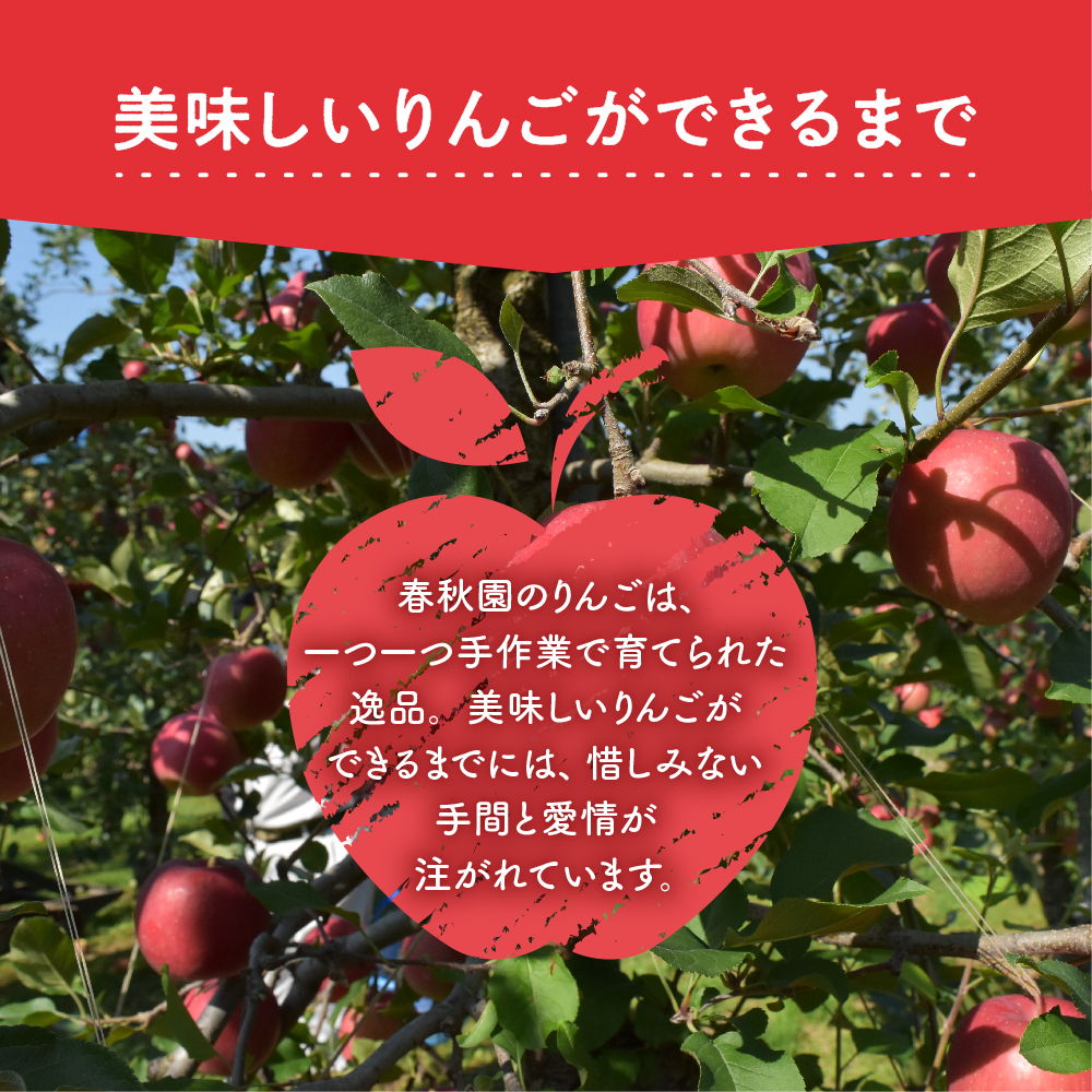 りんご 5kg　【2026年12月上旬発送】　青森産りんご 春秋園の最高級「特選」 大玉 完熟 サンふじ