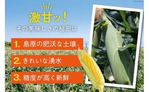 AI207【令和8年度出荷分】とうもろこし スイートコーン イエロー 2L~3Lサイズ 11本~12本 計5kg [ トウモロコシ コーン ゴールドラッシュ 野菜 5キロ さかいさんち SAKAI F