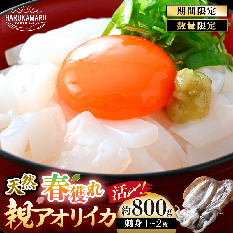 【ふるさと納税】鮮度格別！天然 春獲れ アオリイカ 刺身 特大 1〜2枚【約800g前後】活きたイカを提供している漁師が活〆下処理済 あおりいか 水イカ イカ いか いかそうめん いか刺身 小分け 冷凍 真空パック 海鮮 魚介類 海鮮丼