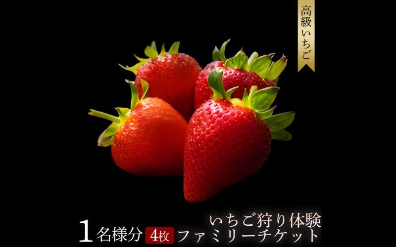 
                  【体験】 【開催時期 2027年1月1日～2027年5月7日】 いちご狩り体験ファミリーチケット  【maato003B】
                
