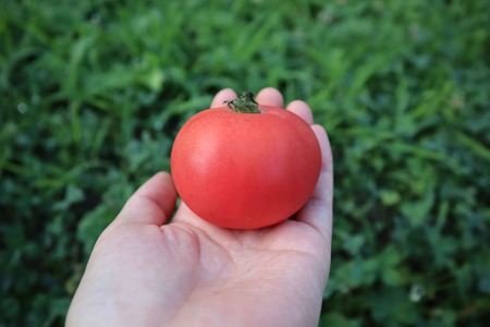 【2026年予約】極旨トマトクール便 北海道壮瞥町産 スイート3kg 中玉トマト SBTAJ019