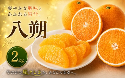 【選ぶならこれ】 大人の柑橘 【八朔】 2kg 愛媛県産【2027年2月上旬頃から順次発送】 | はっさく みかん ハッサク ミカン mikan hassaku 蜜柑 訳ありフルーツ 柑橘 果物 おすすめ お勧め お取り寄せ ギフト 愛媛県 松山市