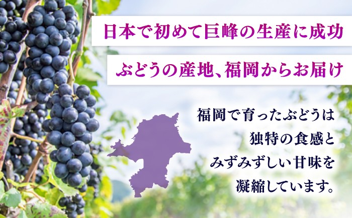 果物 巨峰 ぶどう ブドウ 葡萄 果物 フルーツ 巨峰