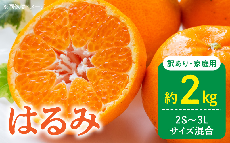 DZ6219_【2026年先行予約】訳あり 家庭用 はるみ 和歌山 有田 2S～3Lサイズ混合 約2kg