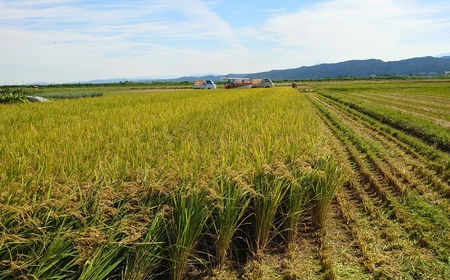 すのこタン。米 2kg 新潟県三条市産 コシヒカリ 非BLコシヒカリ 令和7年産 数量限定