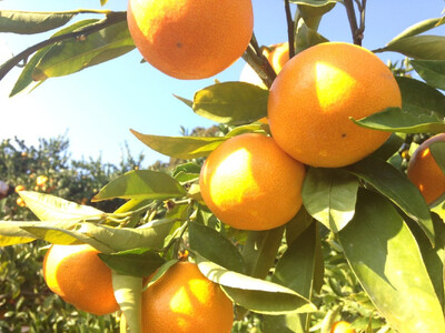 大玉有田みかん 10kg 2L・3Lサイズ