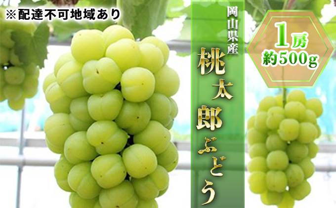 ぶどう 2025年 先行予約 桃太郎 ぶどう 1房 約500g ブドウ 葡萄  岡山県産 国産 フルーツ 果物 ギフト