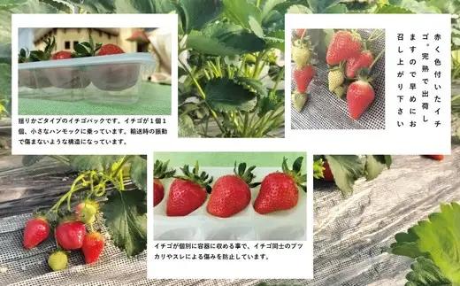 完熟で香り高い！秋田のイチゴ 2パック ＜揺りかごパック＞　 90P3403【ひない渡辺農園しどけ村】
