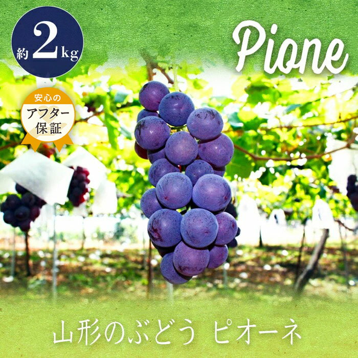 【ふるさと納税】ピオーネ 秀品 大粒 約 2kg 3〜5房 山形 の 人気 種無し 葡萄 【2025年9月〜10月発送分先行受付】 先行予約 ふるさと納税 ぶどう ふるさと納税 ピオーネ フルーツ 果物 ふるさと ランキング 令和7年 2025年 H059(R7)