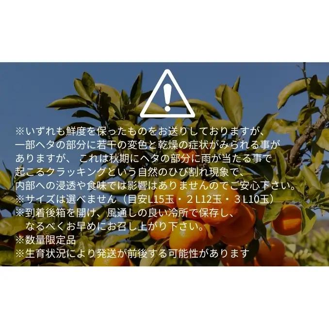 愛果28号 家庭用 紅まどんな同品種 愛媛県産 愛果28号【約1.5kg】【先行予約】