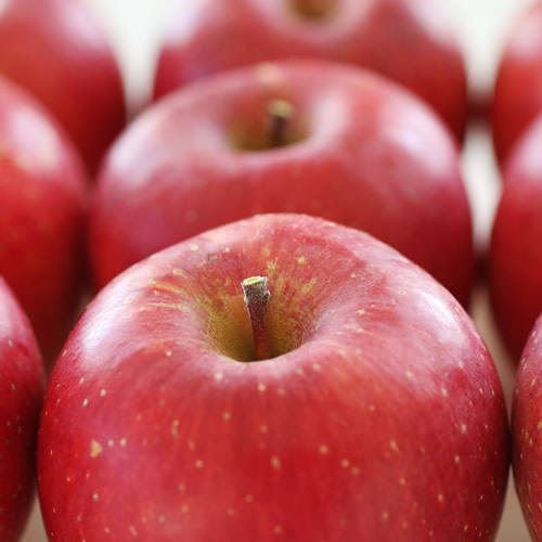 【長野県産】サンふじ！約10kg＜11月下旬から順次発送予定＞