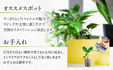 ユッカ 観葉植物 植物 7号鉢 人気 おしゃれ かわいい お手入れ 室内 大鉢 中型 インテリア リビング 玄関 寝室 キッチン オフィス プレゼント ギフト 新居 入居 インテリアグリーン グリーン