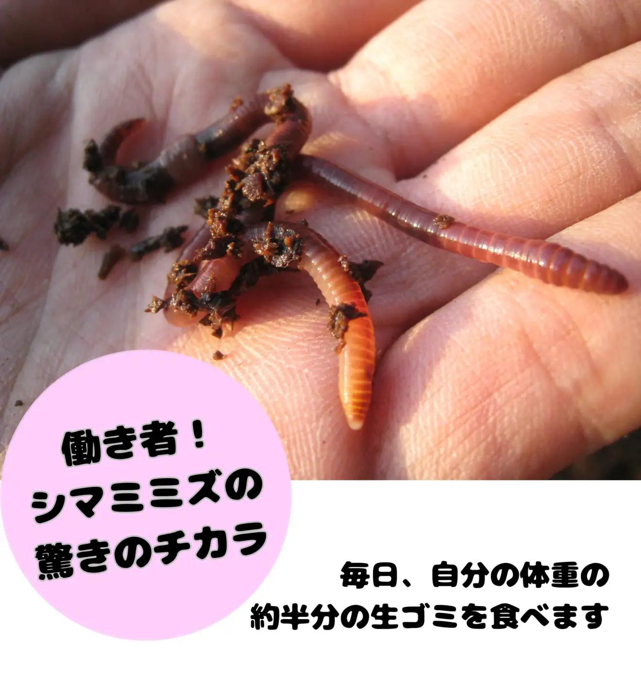 ミミズAセット【配達不可：離島】