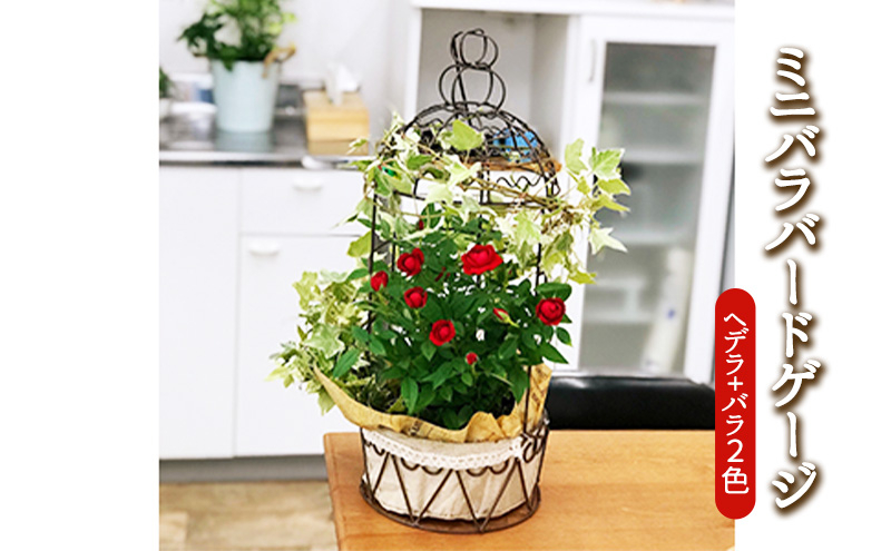 
            ミニバラバードゲージ　ヘデラとバラ2色寄せ植えの鳥かご 植物 　※2026年4月下旬～5月下旬頃に順次発送予定　※離島への配送不可 [№5787-0560]
          
