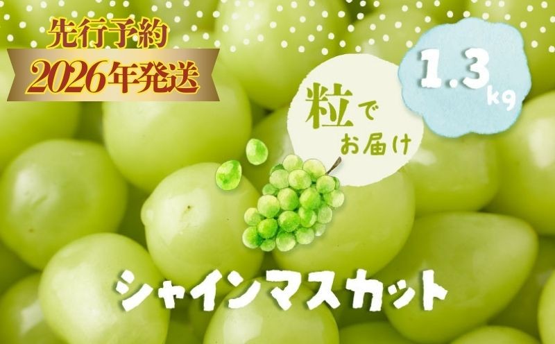 
            【2026年先行予約】【粒】シャインマスカット約1.3kg | 山梨 フルーツ 人気 甘い 糖度  ぶどう シャイン マスカット 名産 糖度 大粒 種無し 種なし やまなし 葡萄 ブドウ フルーツ 果物 くだもの シャイン マスカット デザート スイーツ　
          