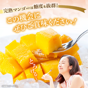 【数量限定・先行受付】厳選宮崎完熟マンゴーよくばり3玉（計1kg程度） フルーツ マンゴー
