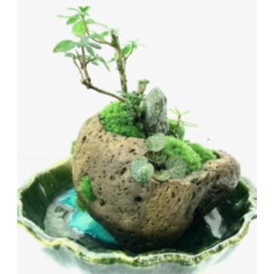 ふるさと納税 豊川市 癒しの苔盆景軽石季節な植物ツツジ　自然の美しさを手元で感じることができる癒しのアイテムです。 |  | 02