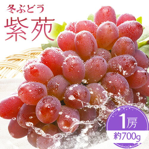 【ふるさと納税】冬ぶどう「紫苑」1房約700g 環山堂株式会社《2025年10月下旬-12月上旬頃出荷》岡山県 浅口市 冬ぶどう ぶどう 果物 フルーツ 送料無料【配送不可地域あり】