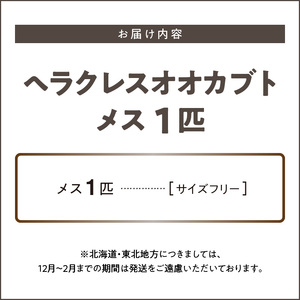 【ヘラクレスオオカブト】メス1匹（フリーサイズ）_ヘラクレスオオカブト メス 1匹 サイズフリー 養殖工房 累代飼育 自家製 オリジナルマット 産卵 幼虫 管理 成虫 ヘラクレス オオカブト コガネム
