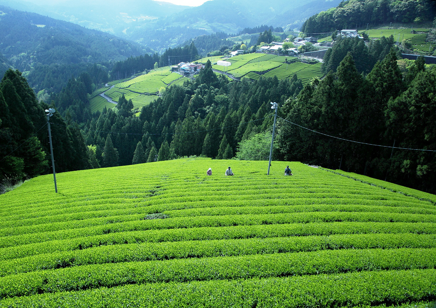 茶摘み作業の風景2