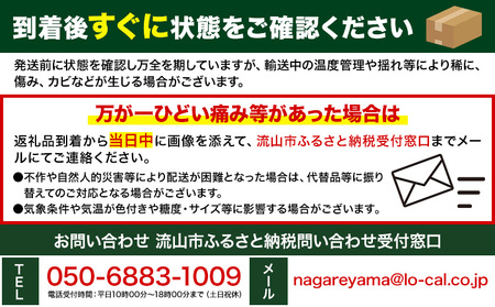 いちご 約960g (480ｇ×2トレイ) 藍川園芸【着日指定不可】【配送不可地域あり】