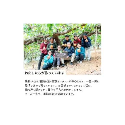 あたご梨 2玉 贈答 化粧箱 赤秀 約1.1kg玉【先行予約 2026年11月中旬から順次発送】