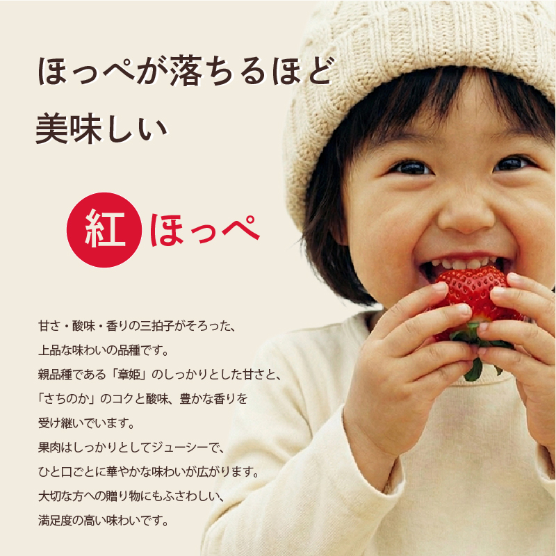 先行予約 いちご 苺 紅ほっぺ 贈答品 2パック：18～27粒 （2027年1月発送開始） | さちのか あきひめ 高級 厳選 こだわり 贅沢 贈り物 ギフト プレゼント 限定 お取り寄せ 旬 甘い 