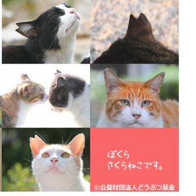 ふるさと納税 静岡市 さくらねこ支援　静岡県産茶ティーバッグ【静岡茶・ほうじ茶・和紅茶・玉露・玄米茶】計54ティーバッグ |  | 03