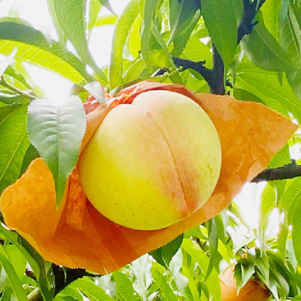 【ふるさと納税】岡山匠の白桃 約1.3kg 4～6玉 犬塚農園 岡山県産 岡山白桃 家庭用 初夏 みずみずしい 倉敷市 【2026年6月下旬～7月下旬迄順次発送予定】