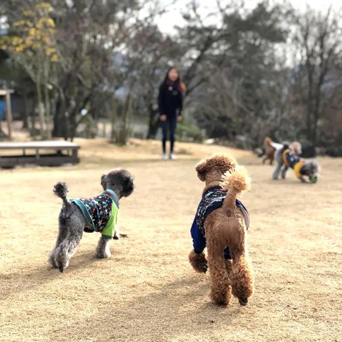 ドッグラン利用チケット　回数券6回分 ／ 愛犬 ペット 運動 カフェ 山口県 No.183