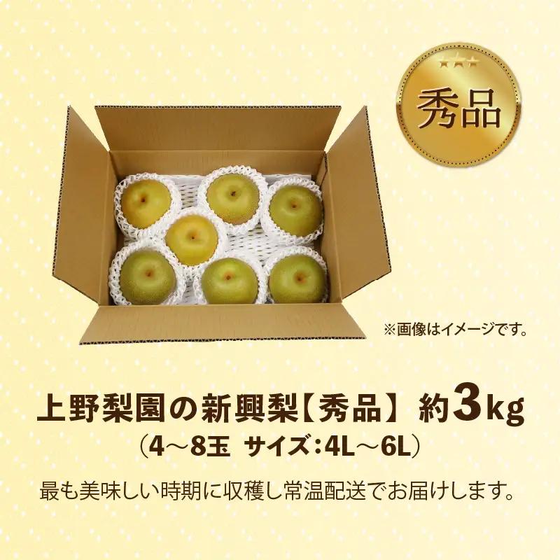 【先行予約】上野梨園の新興梨 約3kg  4L～6L【秀品】《数量限定》梨園直送！  / 期間限定 果物 フルーツ 農家直送 シャキシャキ もぎたて 旬 お取り寄せ ※2026年10月上旬より順次発送