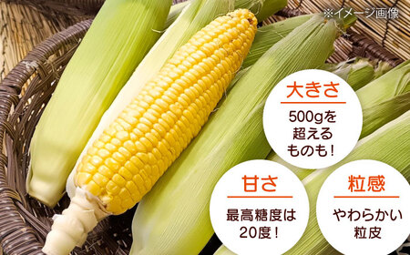 【2026年8月下旬発送予定】とうもろこし おおもの 先行予約  [AXAE001] 
