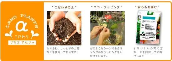 万年青：オモト（有田：宗石） 白色 大丸 陶器鉢 【天然砕石・受皿】 モダンオモト 有田おもと 縁起物 金運 金運アップ 万年青 おもと スズラン 吉草 長寿草 花壇綱目 アリタ アリタオモト 緑 緑