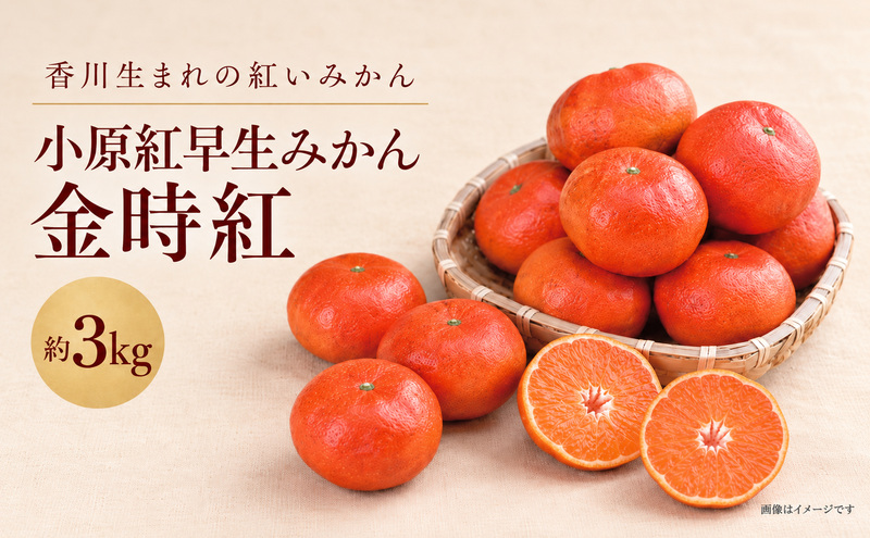 みかん 小原紅早生 金時紅 香川県産 国産 約3kg L〜Sサイズ混合 糖度11度以上 甘い 果皮が紅い 品種登録 柑橘 ミカン 蜜柑 こはらべにわせ フルーツ 果物 くだもの 果物類 デザート おやつ 讃岐 五色青果 香川県 観音寺市