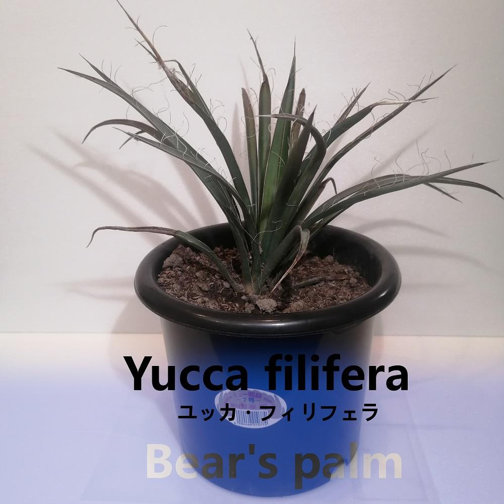 
ユッカフィリフェラ　Yucca filifera_栃木県大田原市生産品_Bear‘s palm
