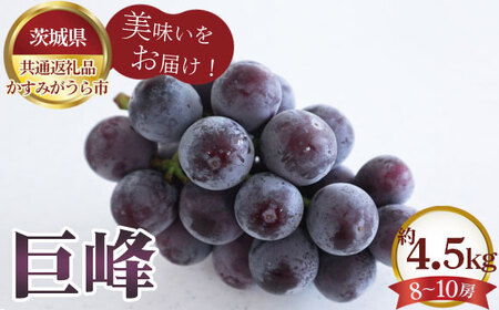 【先行予約】巨峰　約4.5kg（8～10房）【茨城県共通返礼品 かすみがうら市】 No.617