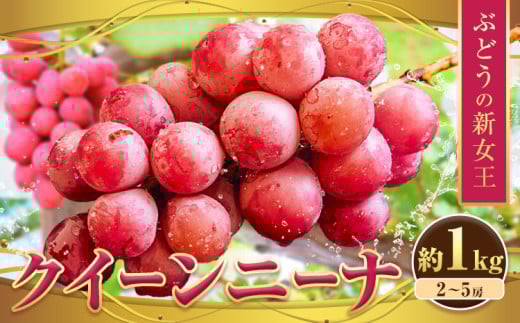 ぶどう【先行予約】クイーンニーナ 約1kg 約1kg 2~5房 株式会社シグマサポート《2025年9月中旬-11月上旬頃出荷》三重県 東員町 ぶどう ブドウ フルーツ 果物 冷蔵 冷蔵便 クインニーナ 葡萄