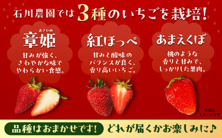 石川農園 完熟いちご 4パック入り(ご家庭用) 産地直送 イチゴ 苺 フルーツ 恵那市 / クリエイティブファーマーズ[AUAH020]