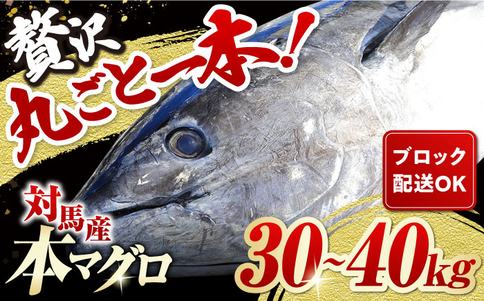 対馬産 本マグロ 1尾 計30~40kg《対馬市》【対海】[WAH005] マグロ まぐろ 鮪 本鮪 本マグロ 養殖 1本 トロ 中トロ 中とろ 大トロ 大とろ 赤身 刺身 カマ 冷凍 海鮮 魚 ブロ