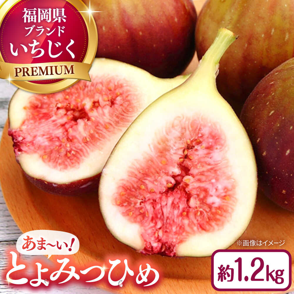 【ふるさと納税】福岡県オリジナル品種　高糖度プレミアムいちじく　とよみつひめ約1.2kg／2026年9月〜10月頃より発送予定　桂川町/一般社団法人地域商社ふるさぽ[ADCF015]
