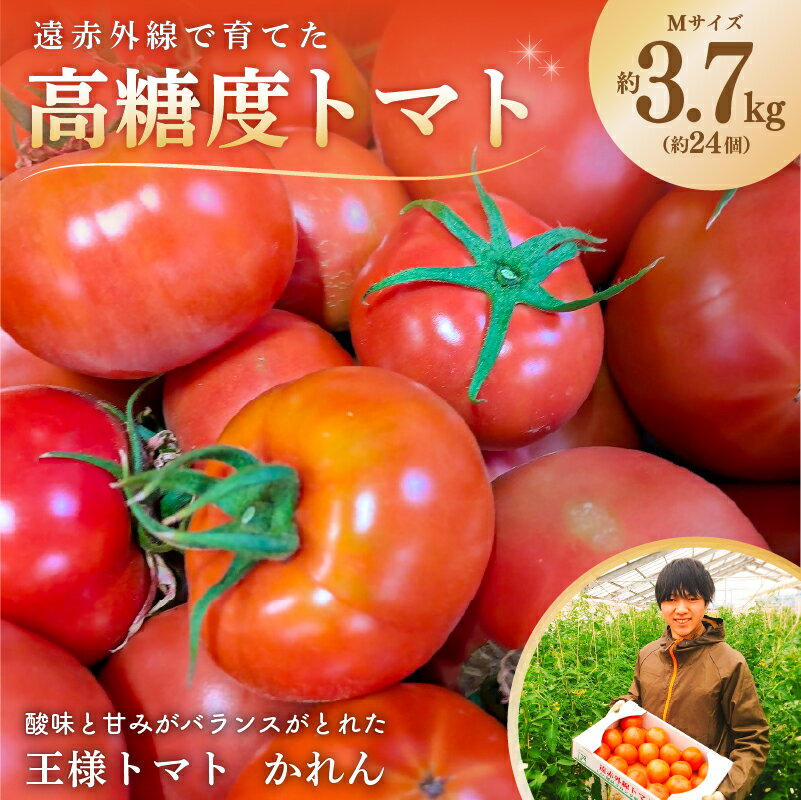 【ふるさと納税】 遠赤外線で育てた高糖度トマトMサイズ 約3.7kg 1箱（約24個入り） 千葉県 南房総市 野菜 トマト 王様トマト かれん スターマーク 甘め スープ 常温 サラダ 完熟 お取り寄せ グルメ リコピン ベジタブル 食品 送料無料