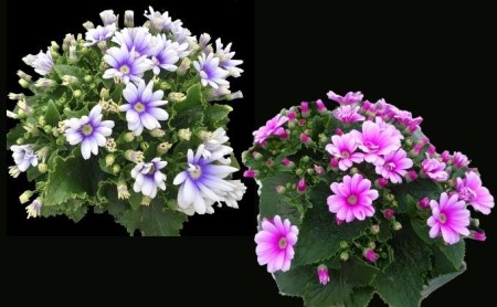 モリヒロ園芸が育てたお花とトマトの定期便（年間5回） 植物 瀬戸内 温暖 気候 鉢花 ギフト 記念日 