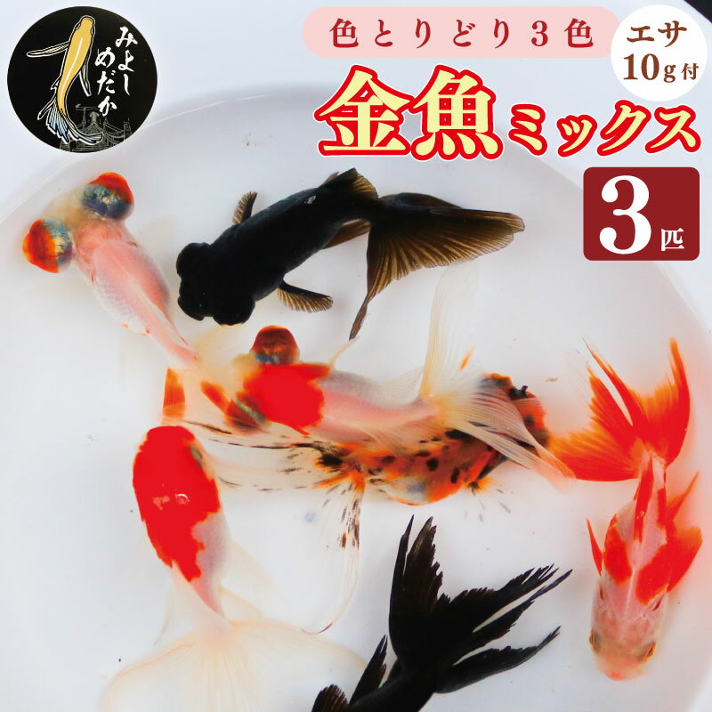 【ふるさと納税】 金魚 3色 ミックス 3匹 エサ付き リュウキン 出目金 琉金 デメキン キンギョ 魚 生体 観賞用 ペット 観賞魚 かわいい 母の日 父の日 プレゼント ギフト 贈り物 贈答 徳島県 三好市 みよしめだか